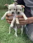 2 женски  2 мъжки, снимка 3