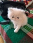 Персийски котенца , снимка 4