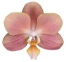 Орхидея фаленопсис Monaco, снимка 1 - Стайни растения - 42130766