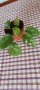Монстера Рафидофора-стайно цвете, снимка 1 - Стайни растения - 42441594