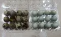 Пъдпъдъчи яйца от Селадона или бройлерен пъдпъдък , снимка 2