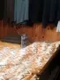 Британски котен, снимка 7