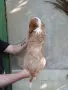 Кавалер Кинг Чарлз Шпаньол, снимка 2