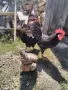  Петел Черен Легхорн Leghorn, снимка 2