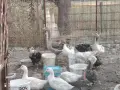 патки гъски петли кокошки, снимка 4