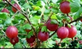 Цариградско грозде (Ribes uva-crispa) - червено, снимка 1