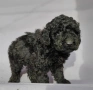 пудел / черни пуделчета , снимка 2