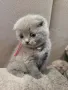 Шотландски клепоухи котенца , снимка 8