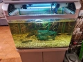 продавам аквариум , снимка 1