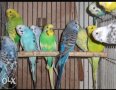 Продавам Вълнисти папагали всички цветове, снимка 2