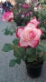 Контейнерни рози, щамбова рози, снимка 3