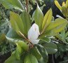 Вечно зелена магнолия grandiflora, снимка 1 - Градински цветя и растения - 42041079