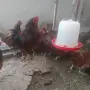 Кокошки и петел Ексел , снимка 1