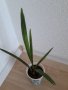 Финикова палма, снимка 1 - Стайни растения - 37253390