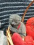 Шотландски клепоухи котета, снимка 13