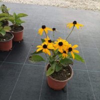 Рудбекия, студоустойчива, снимка 5 - Градински цветя и растения - 39435238