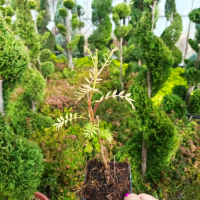 Сорбария, Sorbaria sorbifolia Sem, студоустойчива, снимка 6 - Градински цветя и растения - 44767094