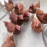 Кокошки ломан браун, снимка 1 - други­ - 42141078
