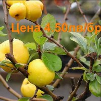 Планински лимон фиданки Chaenomeles, снимка 3 - Градински цветя и растения - 30059082