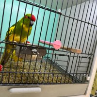 Избор на папагали, снимка 5 - Папагали - 40114947