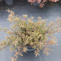 Хвойна Репанда, Juniperus communis 'Repanda', снимка 5 - Градински цветя и растения - 39312081