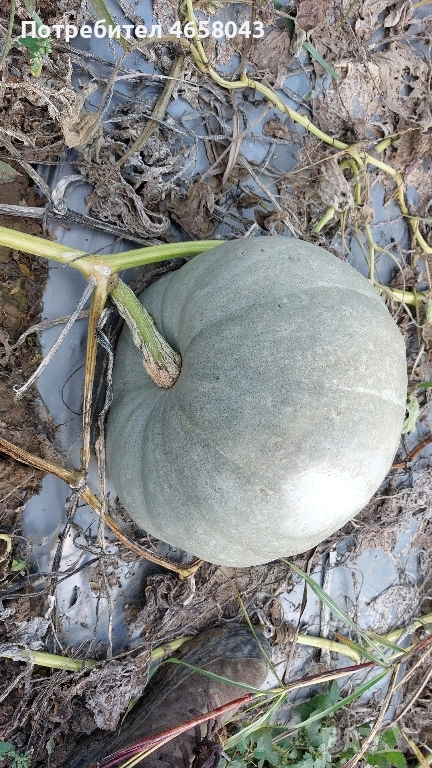 Тикви от производител, снимка 1