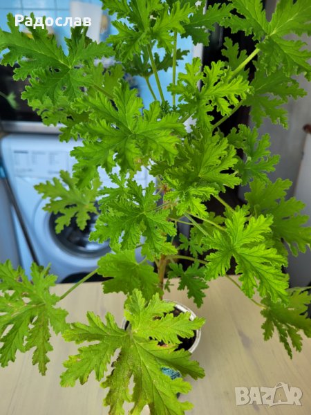 Цвете индрише алое вера лилава детелина коледниче дървото на живота, снимка 1