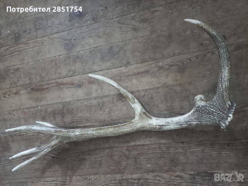 Рог от  елен , снимка 1