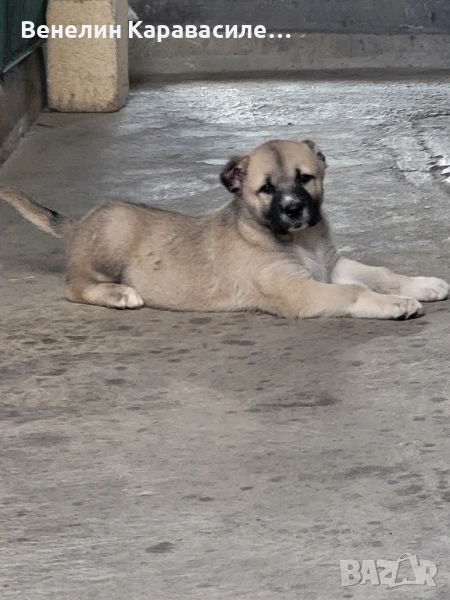 продавам кангал, снимка 1