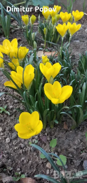 Есенен минзухар, снимка 1