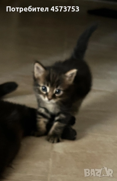 Търсят дом , снимка 1