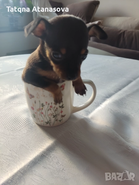 Продавам мини пинчер , снимка 1