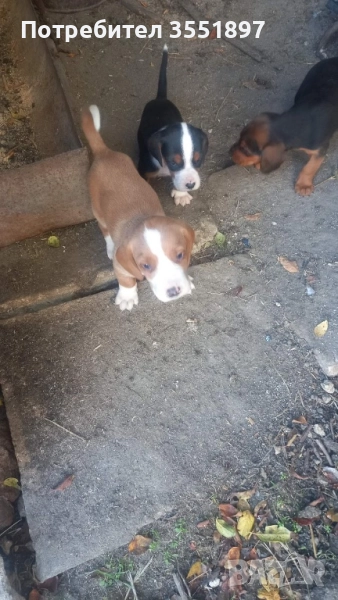 Продавам мъжко куче между балканско гонче и сръбски трибоец , снимка 1
