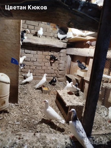 продавам гълъби различни породи , снимка 1