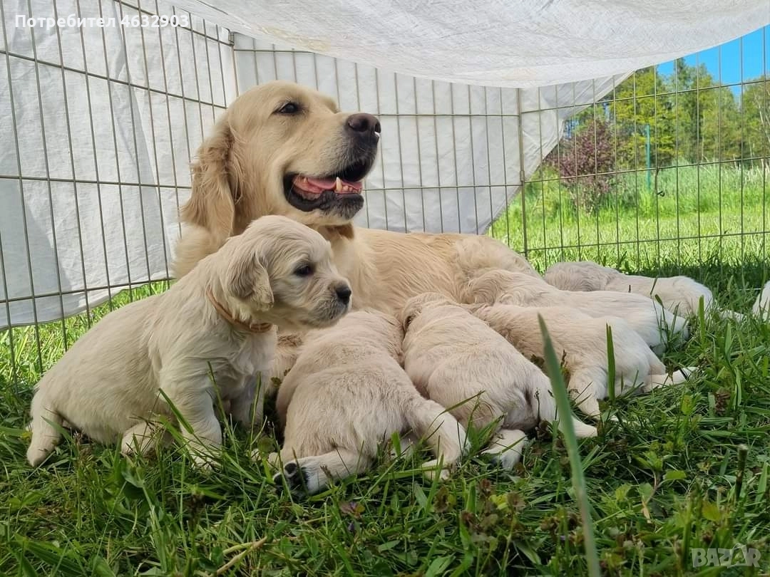 голдън ретривър момче , снимка 1