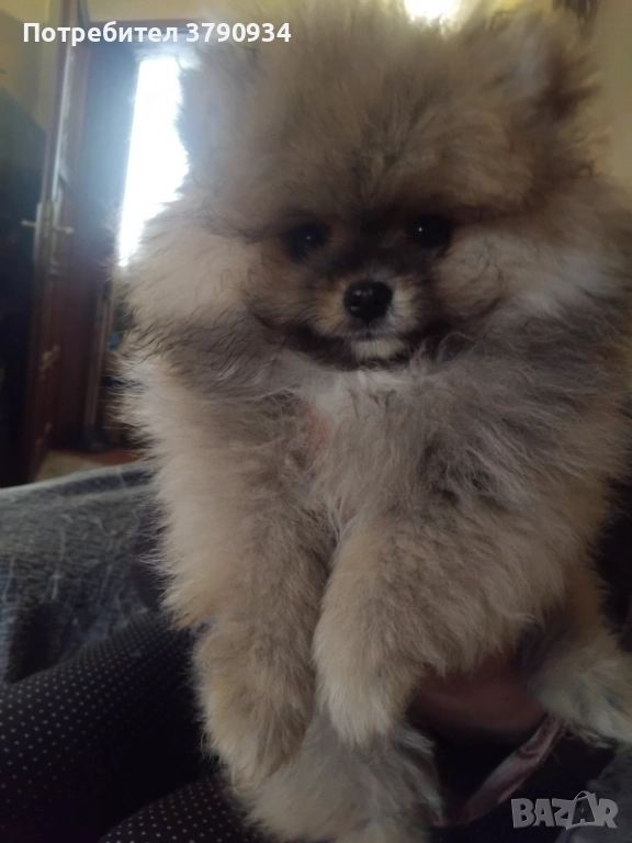 Померан момче, снимка 1
