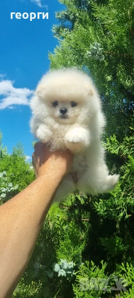померан померанче, снимка 1