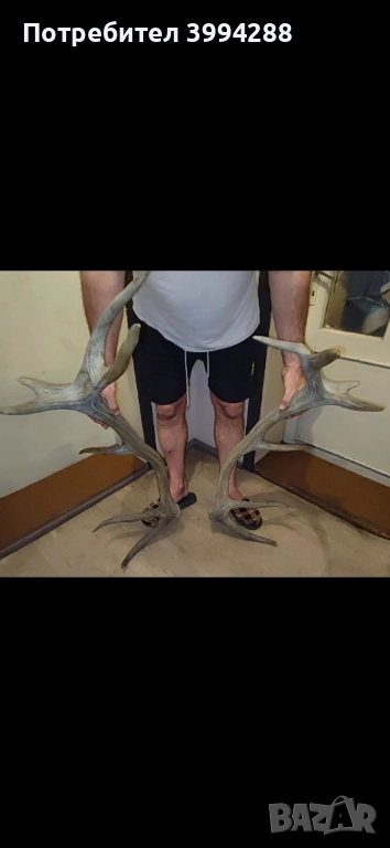 Еленови рога, снимка 1