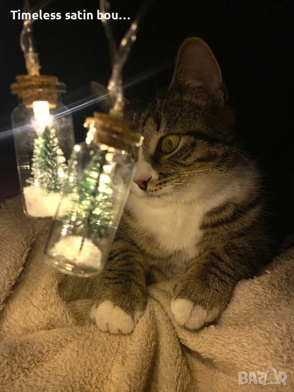 Подарявам мило игриво и гальовно коте, снимка 1
