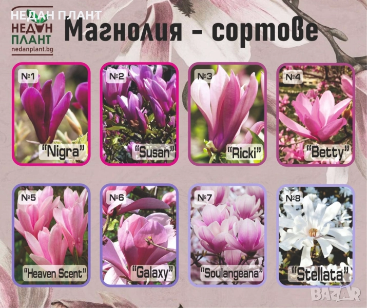 Магнолия (сортове), снимка 1