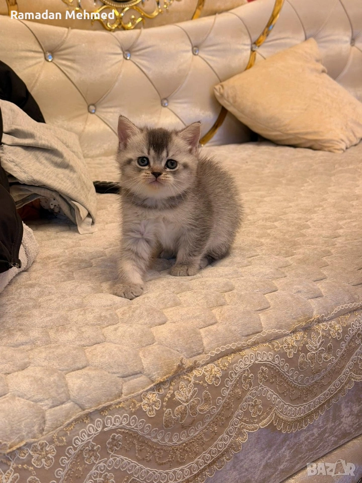 Британски късокосместа и шотландски клепоухи, снимка 1