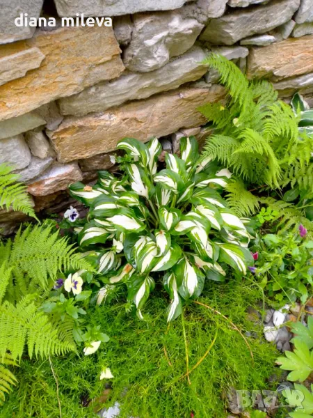 Хоста Медиовариегата, Hosta Mediovariegata, снимка 1