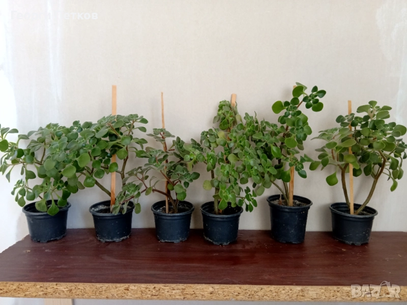 Дърво на Парите(Айхризон) - 15-20 см., снимка 1