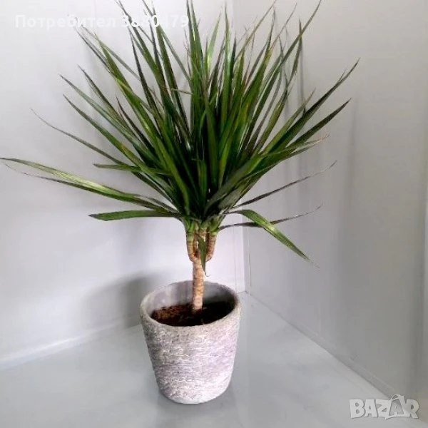  драцена, снимка 1