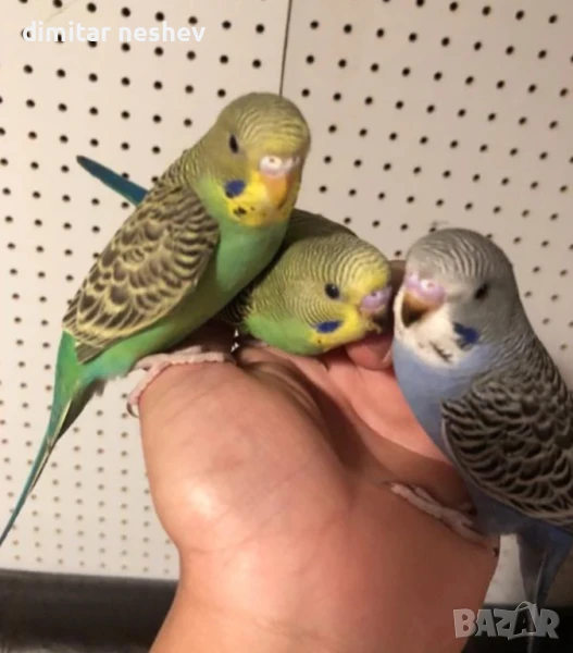 Ръчно хранени вълнисти папагали , снимка 1