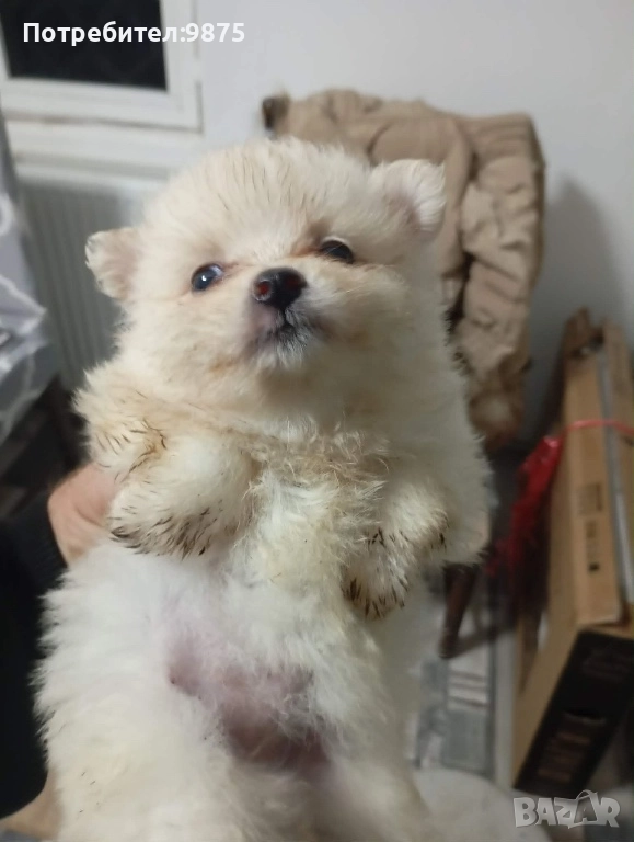 Продавам померани , снимка 1
