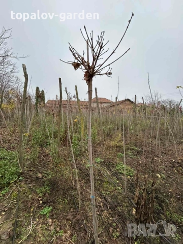 Acer platanoides Globosum Кълбовиден Шестил Явор (присадка) , снимка 3 - Градински цветя и растения - 52584547