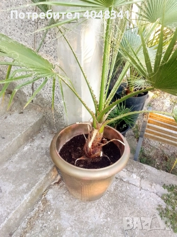Палми Вяшингтония, снимка 6 - Градински цветя и растения - 52533068