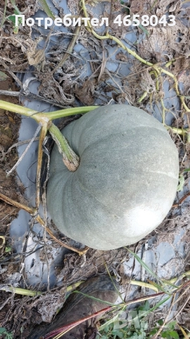 Тикви от производител