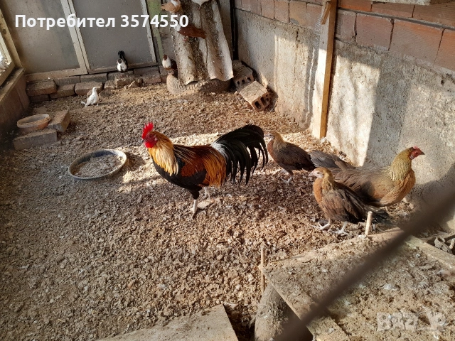 Продавам Феникс , снимка 6 - други­ - 53191179